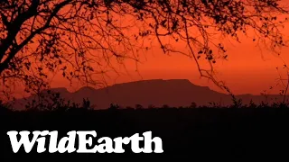 WildEarth - Sunset  Safari - 17 June 2022