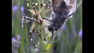 I Love Wildlife Filming! : Spider vs Beetle