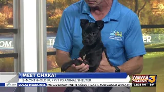 Help Palm Springs animal shelter find "Chaka" a forever home