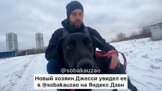 Джесси из приюта «Щербинка» уезжает домой! Проект помощи @sobakauzao