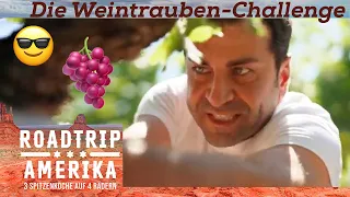 Auf die TRAUBEN, fertig, los! 🍇 Der Traubenleser-Wettbewerb | Roadtrip Amerika | Kabel Eins