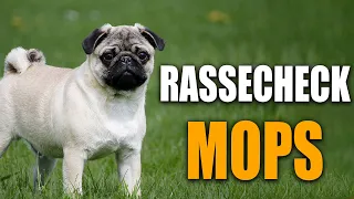 Mops Rassecheck  - Rasseportrait, Rassebeschreibung