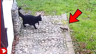 Look What Happened When This Weasel Attacked Cat