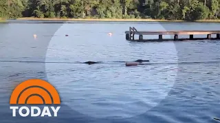 Massive alligator charges at group of Girl Scouts at a Texas lake