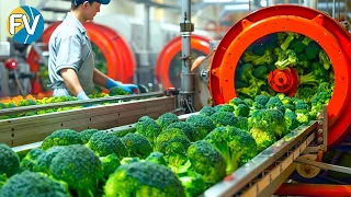 How the USA produces 1.9 million tons of broccoli: Megaplants of American agriculture