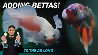 Unboxing and adding betta fish to the 20 gallon long! Finally! (fish room vlog)