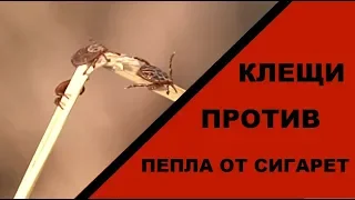 Убивает ли сигаретный пепел клещей  Детальный тест