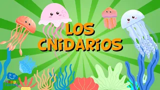 LOS CNIDARIOS, unos invertebrados muy estrafalarios | Vídeos Educativos para Niños