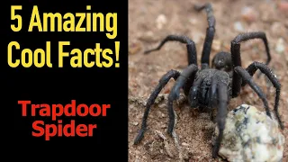 5 Fascinating Facts About The Trapdoor Spider