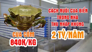 Cách Nuôi Cua Biển Trong Nhà | Mô Hình Nuôi Cua Biển Trong Hộp Nhựa Kết Hợp Du Lịch Thu 2 Tỷ/năm