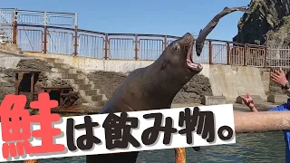 【鮭は飲み物。】#おたる水族館 #トド ショー　[SUB:JP/EN/IN/ID]