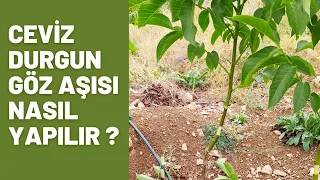 50-Cevizde DURGUN GÖZ Aşı Nasıl Yapılır ?