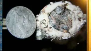 Hummingbirds from  nest, to eggs, birth and first flight