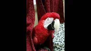 PARROT SINGS MOSCOW NIGHTS