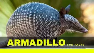 armadillo facts for kids - interesting fun facts you should know