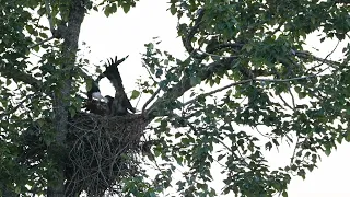 Triple feeding, three fish delivered to the nest