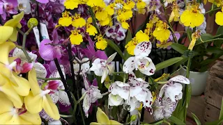 GAMM VERT залишки розкоші 🦋Огляд#орхідеї #orchid #фаленопсис #огляд #