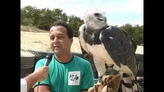 Carlos Leão fala adestratramento de aves de rapina