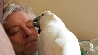 Cockatoo Bonding And Grooming Owner (relaxing to watch)