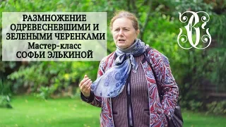 Размножение одревесневшими и зелеными черенками. Мастер-класс Софьи Элькиной