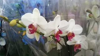 Нереальный завоз орхидей!!! г.Симферополь