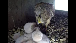 Kestrels Nesting & hatching