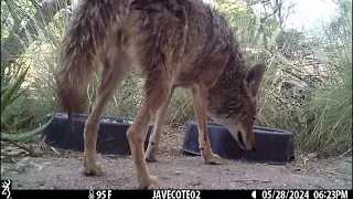 Some different coyotes visit the bowl