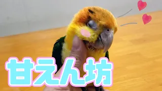 とっても甘えん坊　大人気シロハラインコちゃん