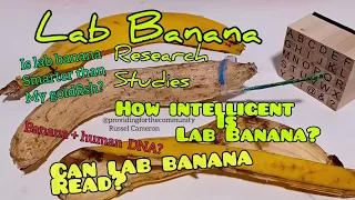 Lab Banana research studies - Part one.
