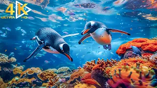 Ocean 4K - Beautiful Coral Reef Fish In Aquarium - 4K Ultra HD Video