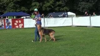 Dogdance