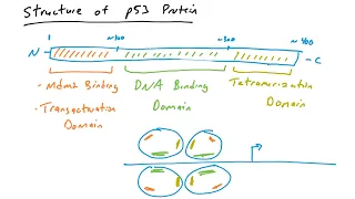 p53 mutations in cancer