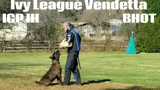 Ivy League Vendetta IGP3 Protection score 80. WAG trial, Nov 2022. #canecorso #dogtraining #dog