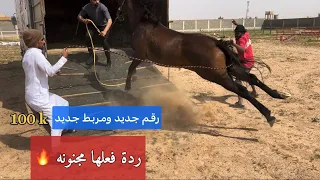 اكشن نقلنا الخيل كلها للمربط الجديد