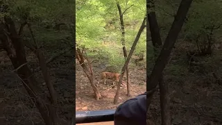 Ranthambore - Zone 1 - Lavish Tiger Sighting