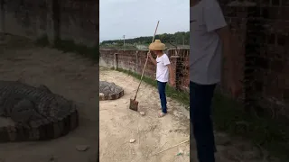 Wow Amazing ! Group of crocodiles at farm , Feeding to crocodiles #crocodile #short2