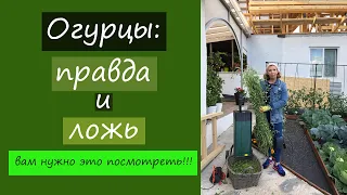 Огурцы: правда и ложь. Вам нужно это посмотреть