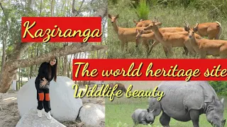 Kaziranga National Park||Kaziranga Wildlife sanctuary||Jeep Safari with @Annie gogoi