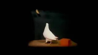 Smart Pigeon: A Funny Scene From The Movie Mr. Nobody(2009).
