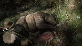 Revenge of the grizzly - Red Dead Redemption 2