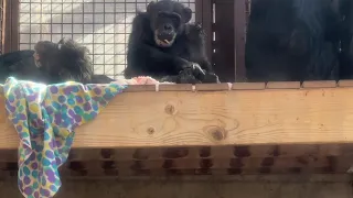 Rescued chimpanzees play with each other