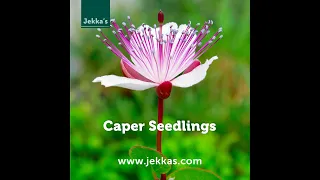 Jekka's How to Grow:  Caper seedlings