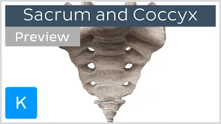 Landmarks of the sacrum and coccyx (preview) - Human Anatomy | Kenhub