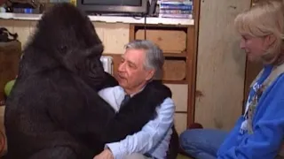 Koko the Gorilla Meets Mister Rogers (Mr. McFeely Interview)