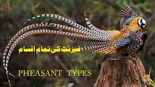 Pheasant Types | Pheasant Species | Beautiful Pheasant | Total Pheasant | (Beautiful Birds)