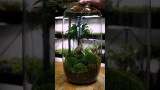 Make a GIANT bonsai terrarium