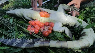 Amazing Catching Crocodile | A lot of Crocodile Eggs In Stomach & Cooking Eating Delicious