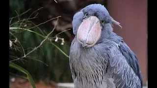 Shoebill - An Amazing Bird