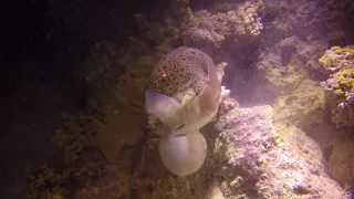 Octopus and Moray. Epic battle. Бой осьминога и мурены.