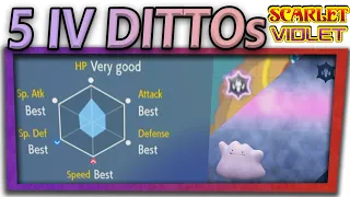 6 STAR DITTO RAID REROLL STRATEGY - JAPANESE 5 IV DITTO ACQUIRED IN SCARLET AND VIOLET